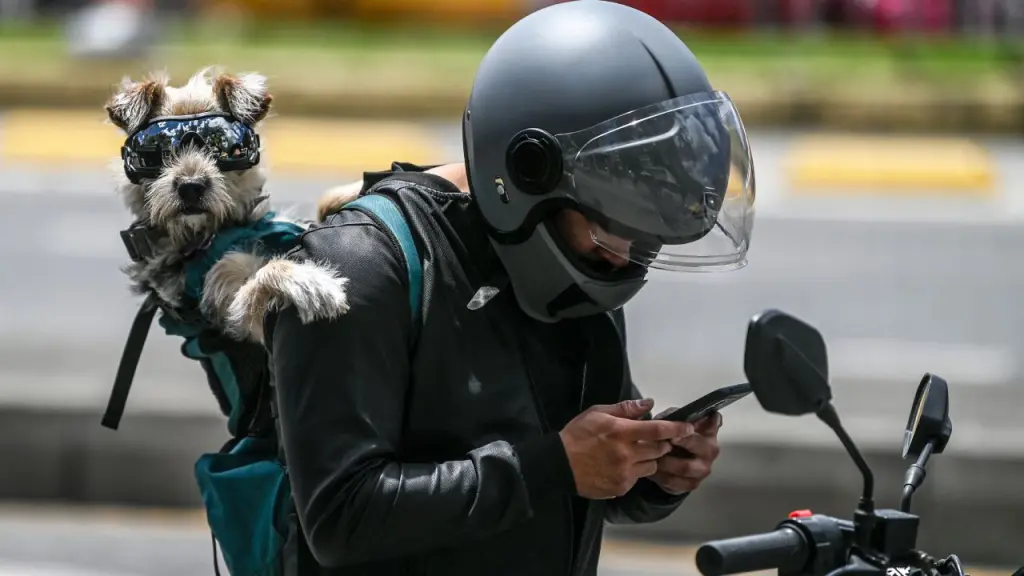 Dog with biker goggles